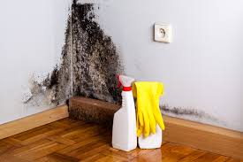 Best Mold Odor Removal Services in Ely, MN